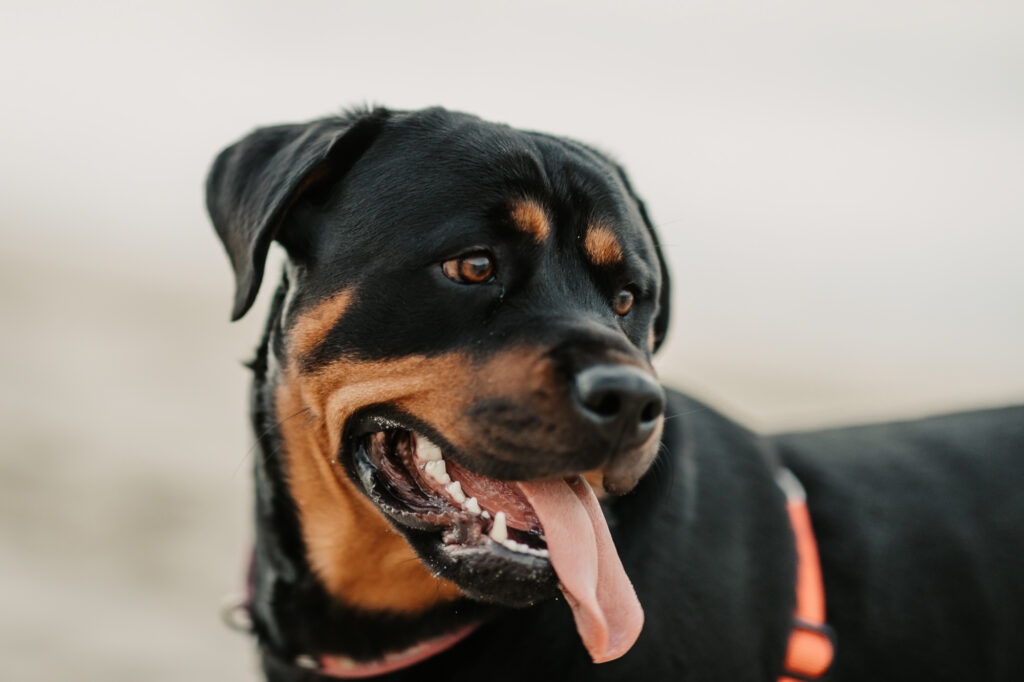 Sun rise engagement session Fingal bay