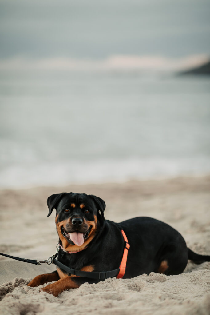 Sun rise engagement session Fingal bay