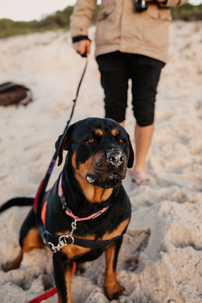 Sun rise engagement session Fingal bay